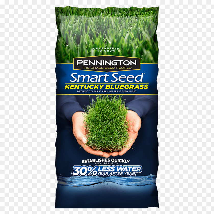 Seeding Lawn Seed Kentucky Bluegrass Perennial Ryegrass Fescues PNG