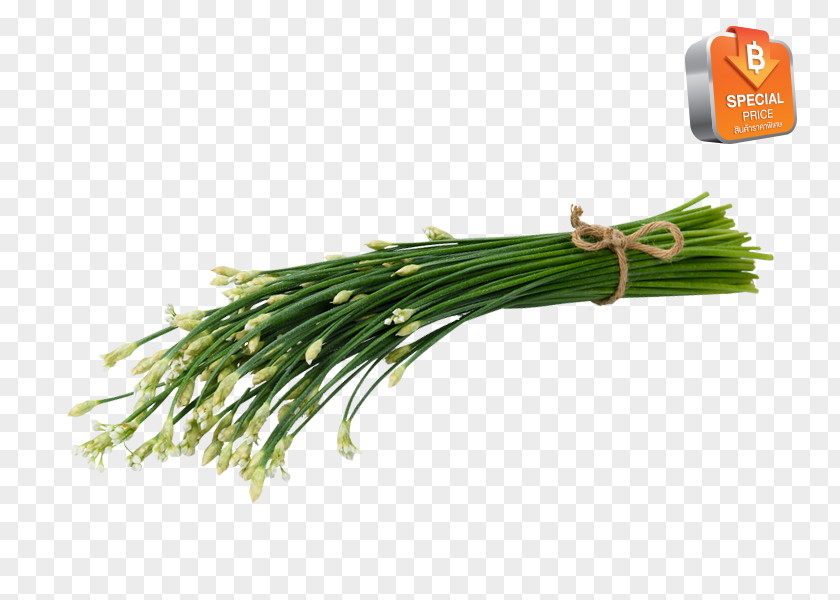 Veg Momos Allium Fistulosum Herb Scallion Welsh Cuisine Grasses PNG