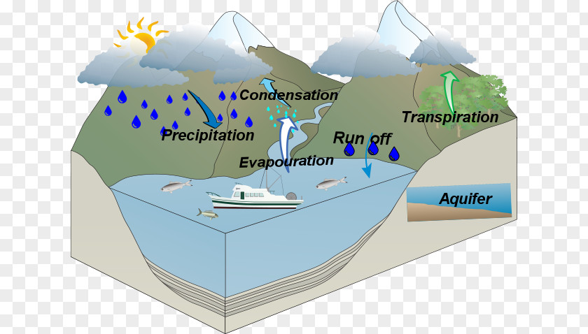 Wetland Community Diagram Water Cycle Resources Image Lyneham High School PNG
