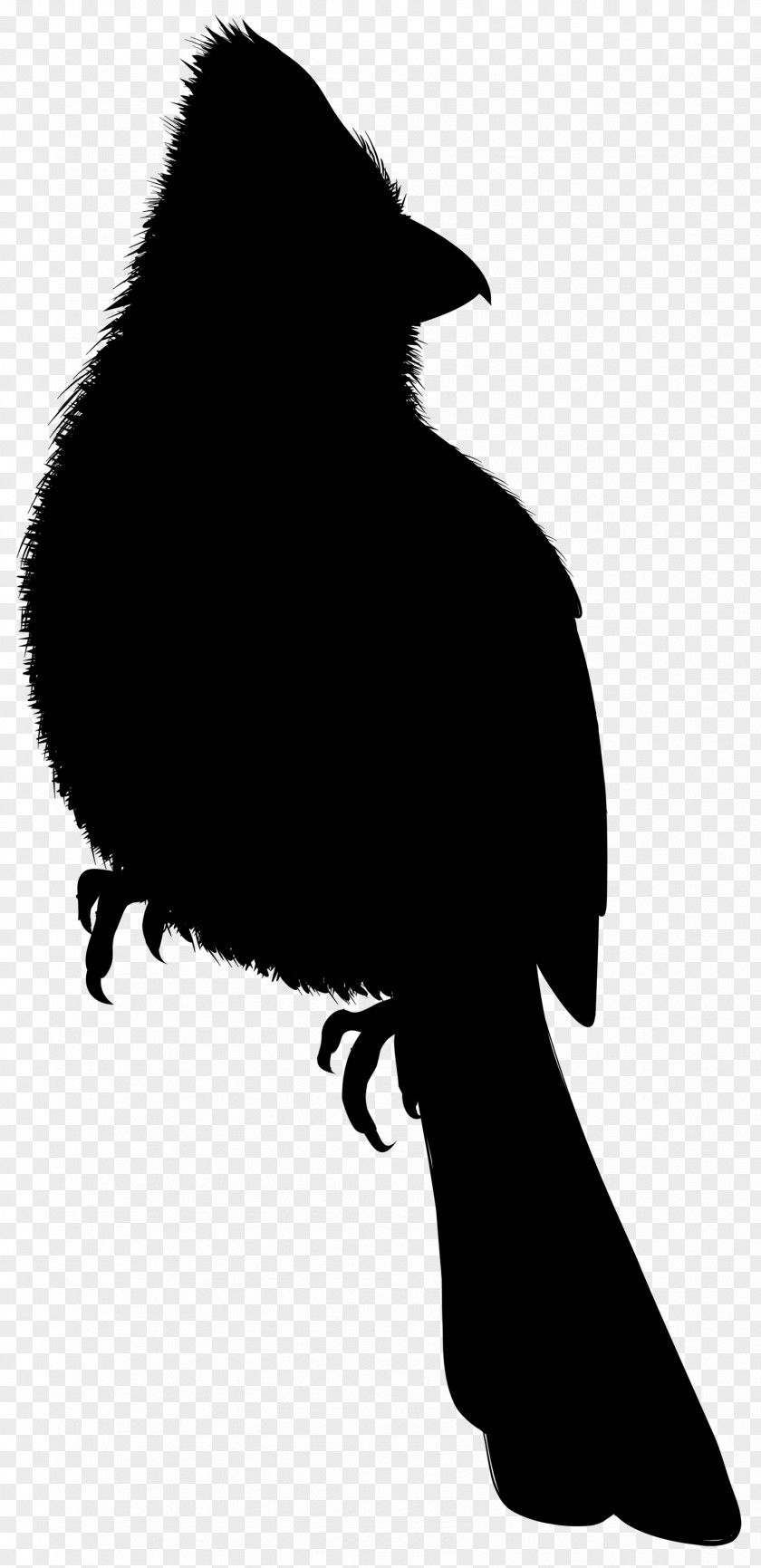 Beak Silhouette Black M PNG