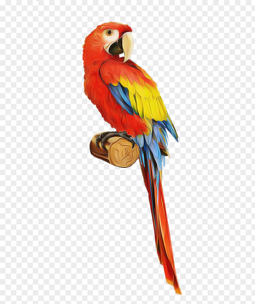 Bird Macaw Parrot Beak Budgie PNG