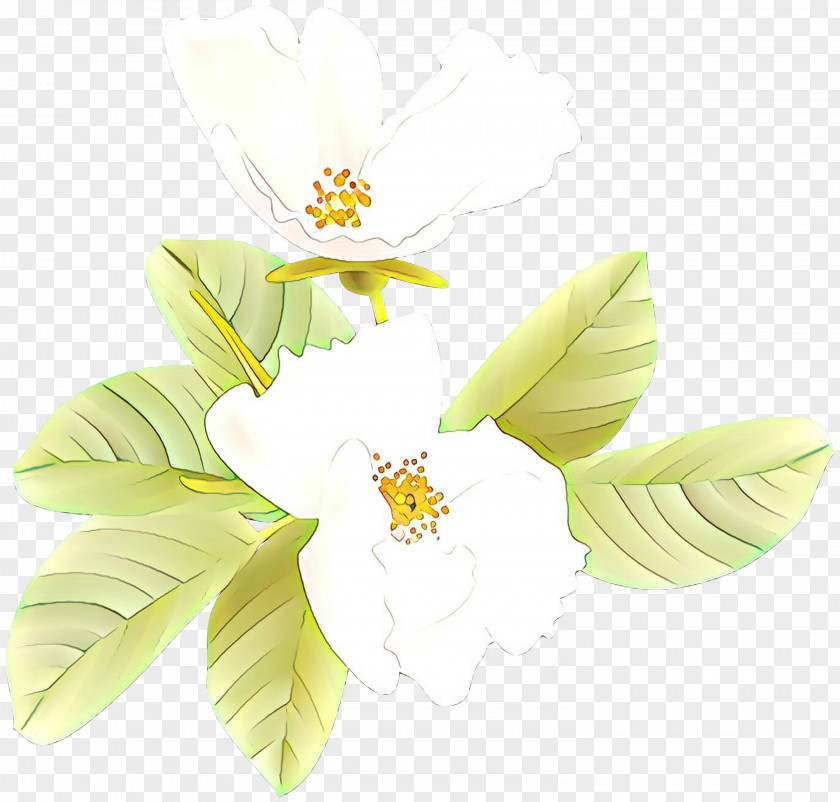 Magnolia Cut Flowers White Flower Petal Plant Yellow PNG