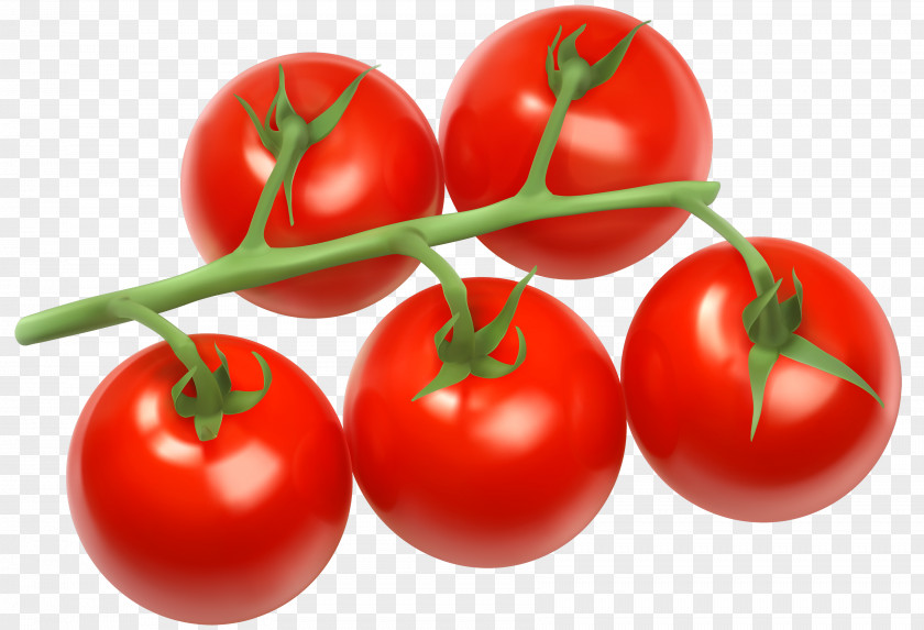 Tomato Cherry Vegetable Bush Clip Art PNG