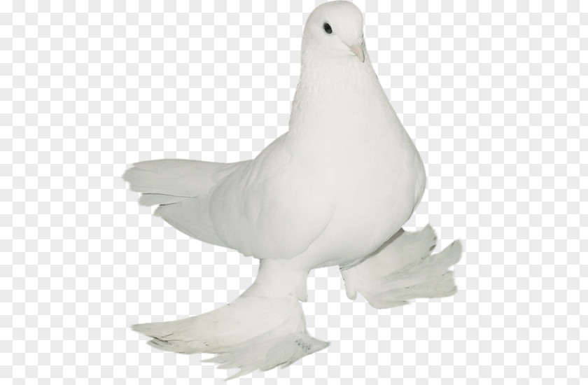 Wedding Render Bird PNG