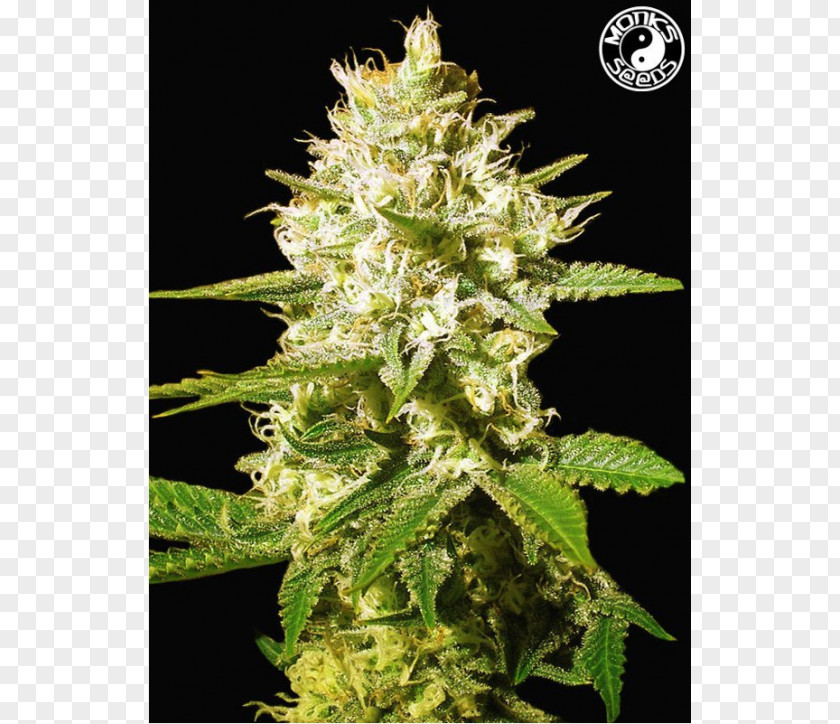 Cannabis Cup White Widow Haze Autoflowering PNG