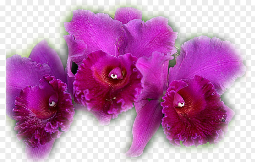 Flower Moth Orchids Clip Art PNG