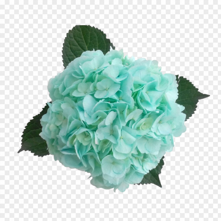Hydrangea Cut Flowers Color Blue-green PNG