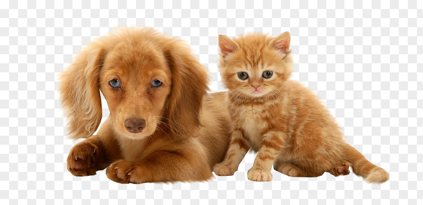 Puppy Dachshund Beagle British Shorthair Persian Cat PNG