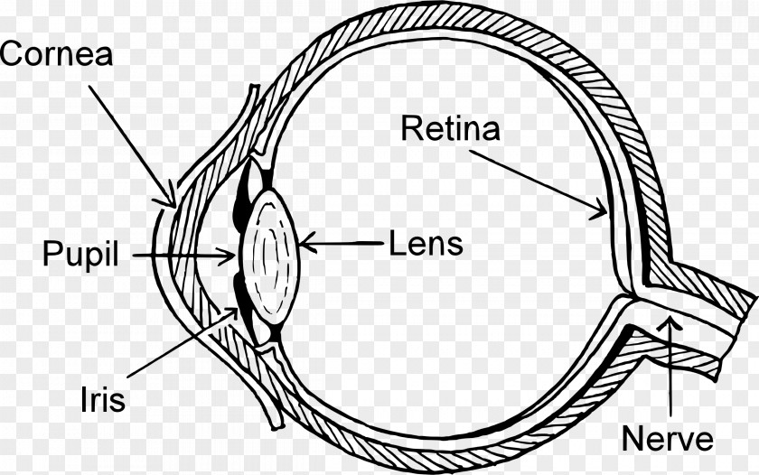 Retina Clipart Diagram Human Eye Pattern Clip Art PNG