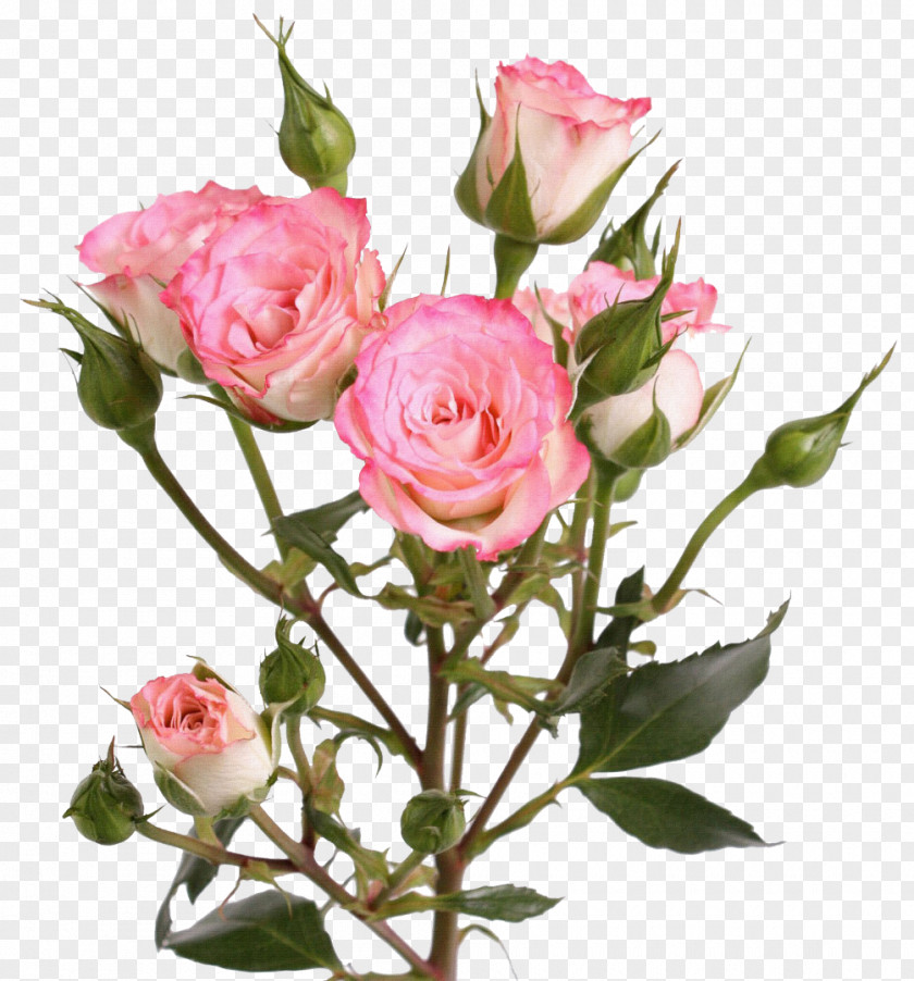 Rose Garden Roses Flower Centifolia Clip Art PNG
