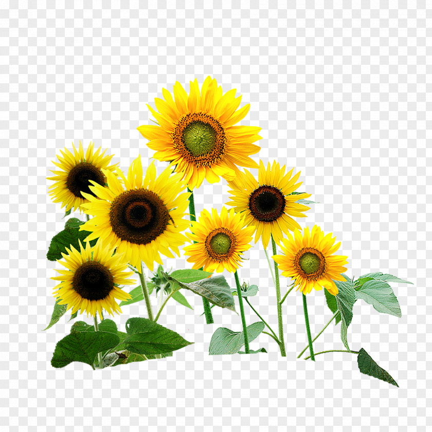 Sunflower Common Wedding Photography PNG