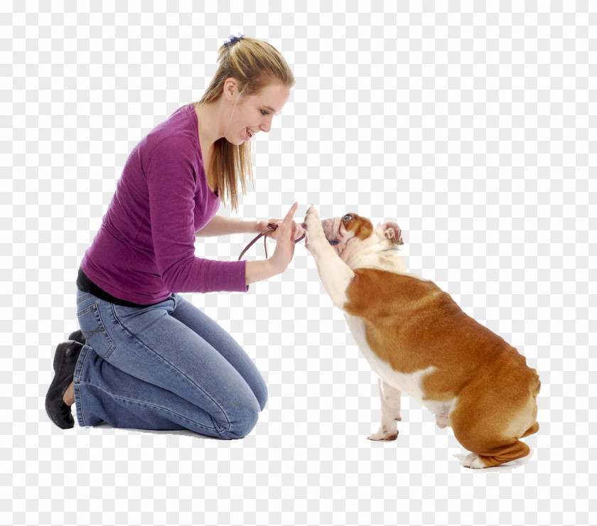 The Woman And Dog Clap Great Dane Puppy Train Your Training Obedience PNG