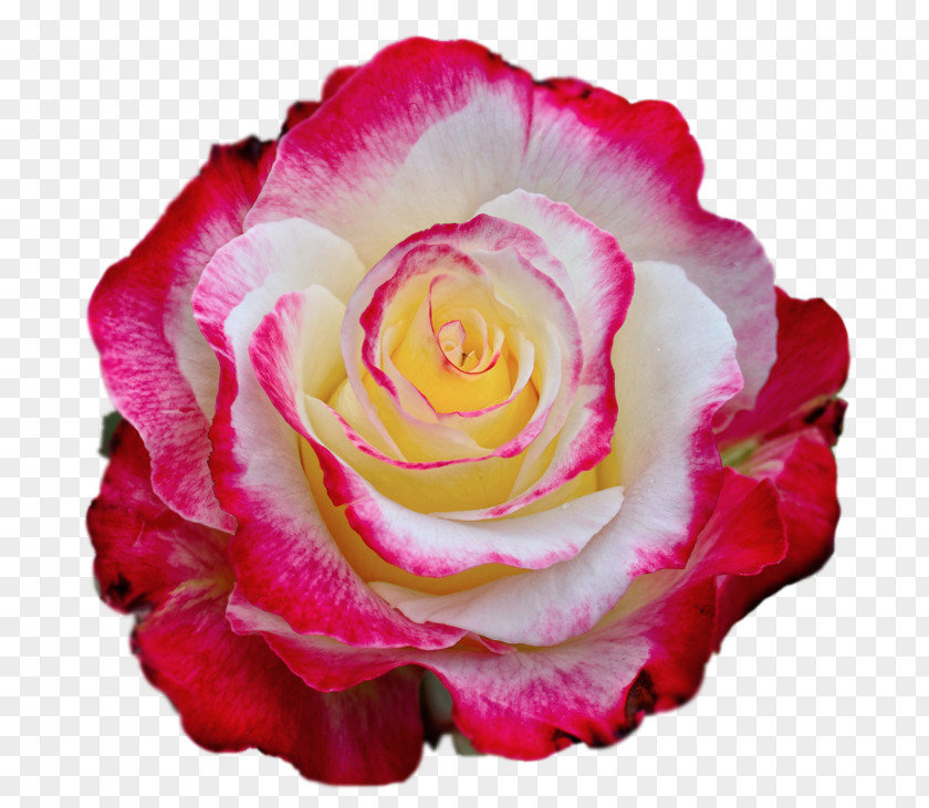 Colorful Rose Clipart Image Color Clip Art PNG