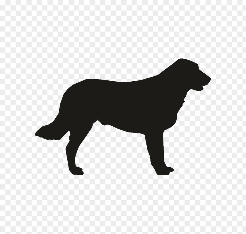 Puppy Labrador Retriever Flat-Coated Rough Collie Dog Breed PNG