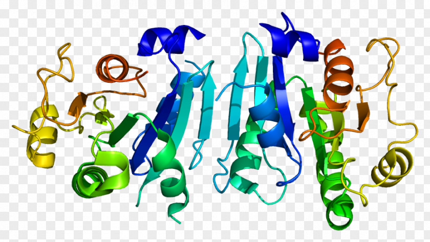 Secretion SAR1B SAR1A Protein GTPase ADP Ribosylation Factor PNG