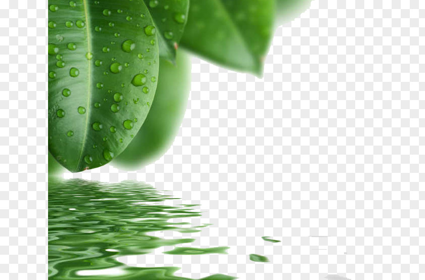 Green Leaf Drops Drop PNG