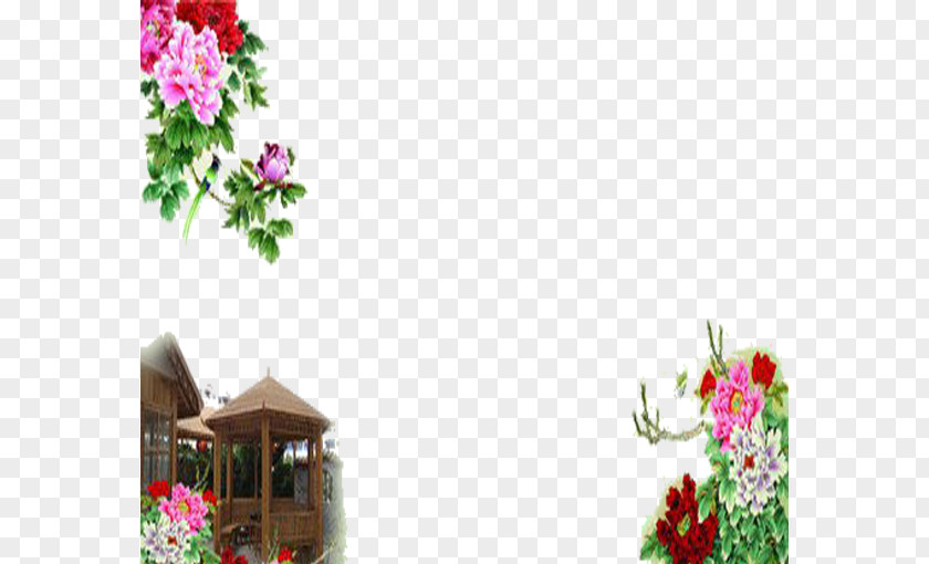 Peony Flowers Moutan Paeonia Lactiflora Floral Design Wallpaper PNG