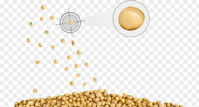 Roundup Ready Soybeans Soy Milk Vegetarian Cuisine Soybean Oil Commodity Product PNG