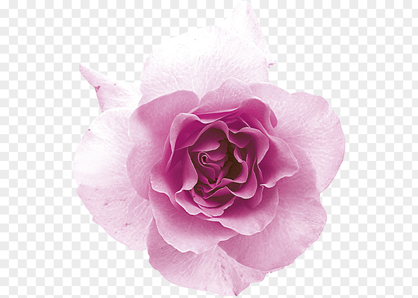 Bordo Garden Roses Hold-ups Cabbage Rose Floribunda Denaro PNG