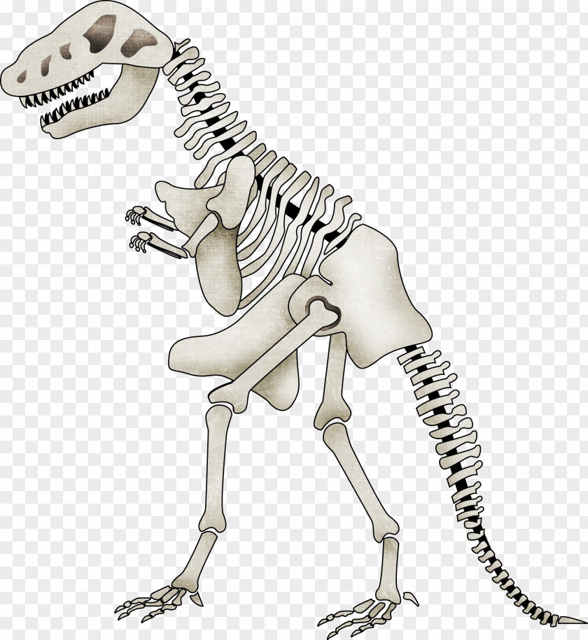 Cartoon Dinosaur Skeleton Tyrannosaurus Spinosaurus Clip Art PNG