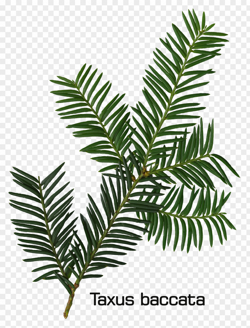 Leaf Fir English Yew Evergreen Conifers PNG