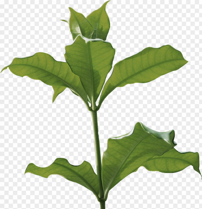 Leaf Herbaceous Plant Stem Branch Tree PNG