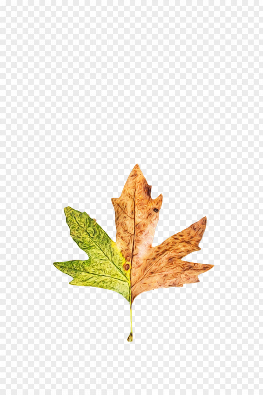Leaf Maple / M M-tree Tree Science PNG