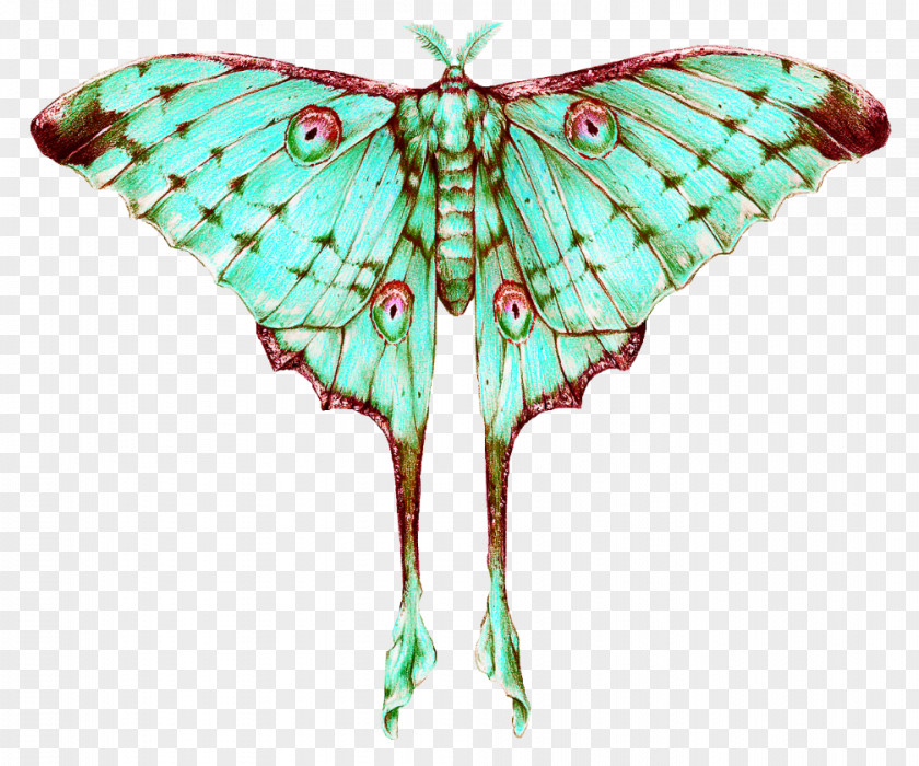 Moth Drawing Luna Comet Monarch Butterfly Insect PNG