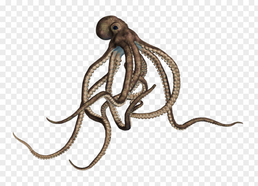 Octopus Clip Art Image Squid PNG