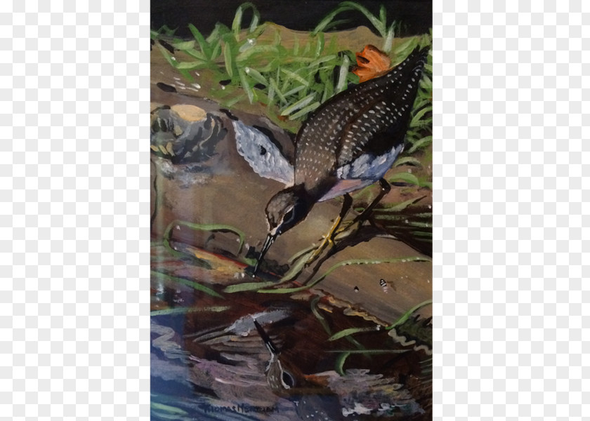 Poppies Watercolor Beak Ecosystem Fauna Wildlife Tail PNG
