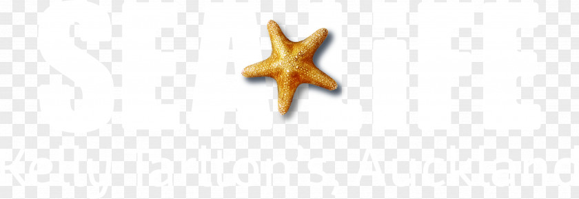 Sea Life Starfish Font PNG