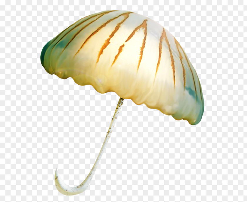 Seashell Centerblog Email Clip Art PNG