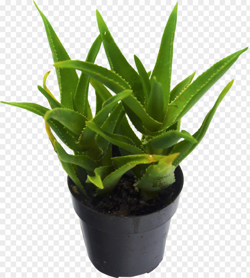 Succulent Aloe Vera Plant Houseplant Cactaceae PNG