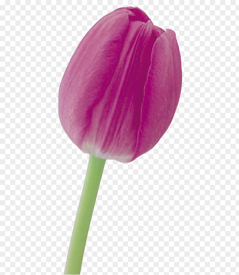 Tulip Cut Flowers Petal Purple PNG