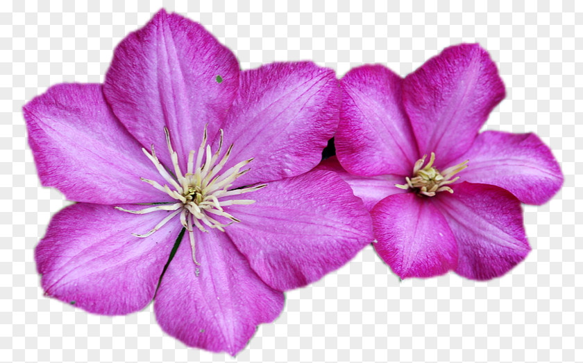 Family Crane's-bill Leather Flower Herbaceous Plant PNG