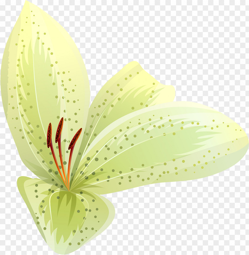 Flower Petal Leaf Plant PNG