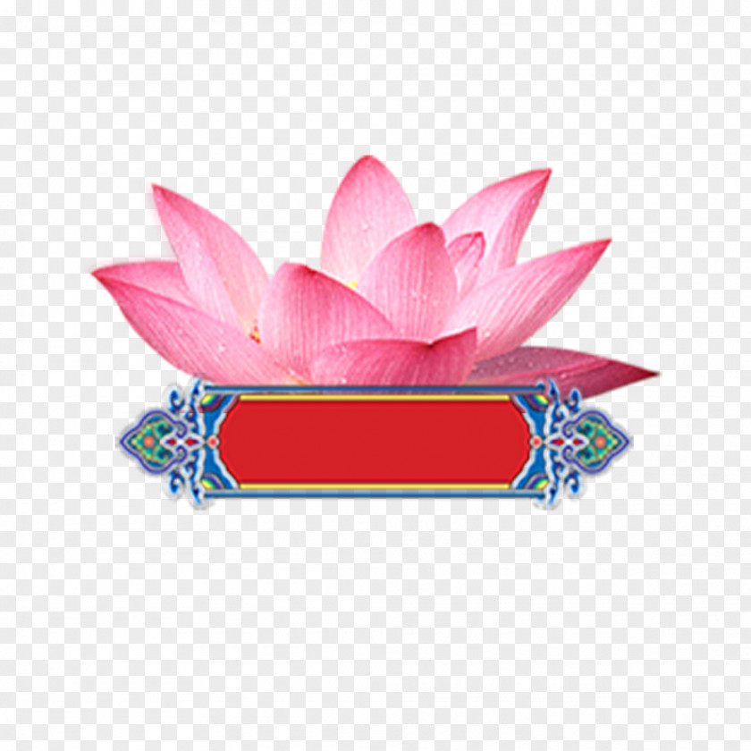 Lotus Nelumbo Nucifera Computer File PNG