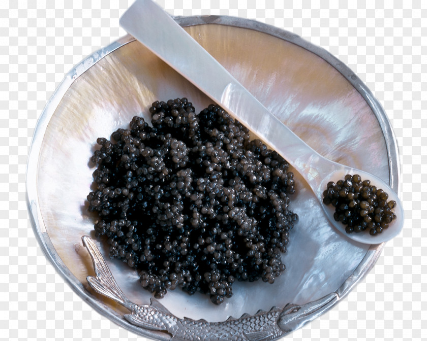 Methodology Icon Sevruga Caviar Starry Sturgeon Photography PNG