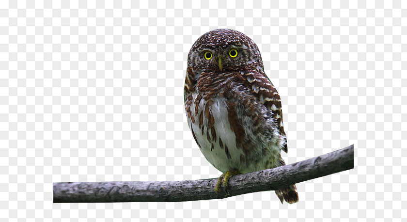 Owl On A Tree Branch Bird PNG