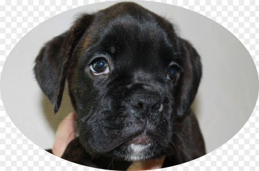 Puppy Puggle Boxer Cane Corso Dog Breed PNG