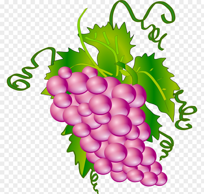 Purple Grapes Cliparts Common Grape Vine Wine Clip Art PNG