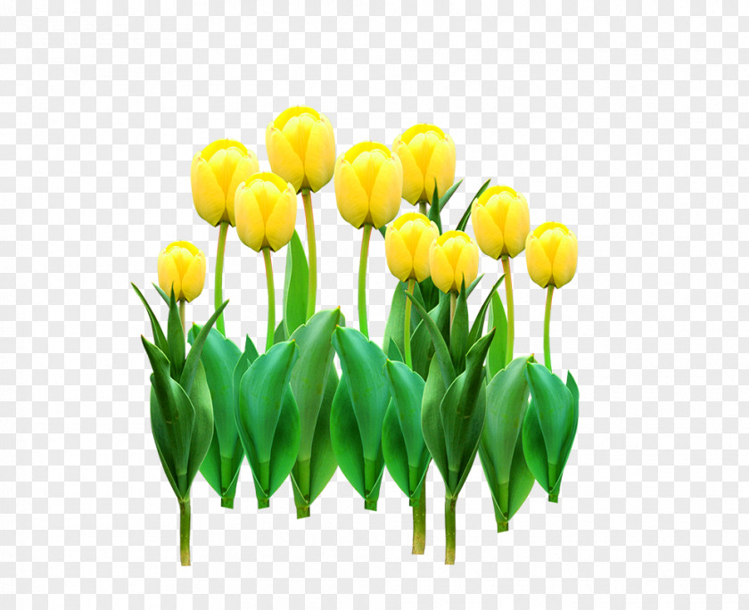 Yellow Tulip Flowers Flower PNG