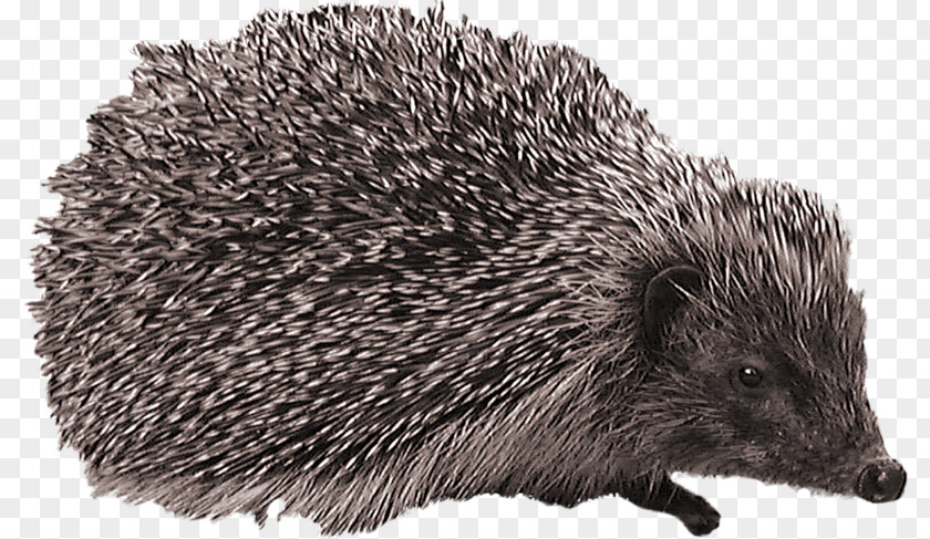 Hedgehog European Clip Art PNG