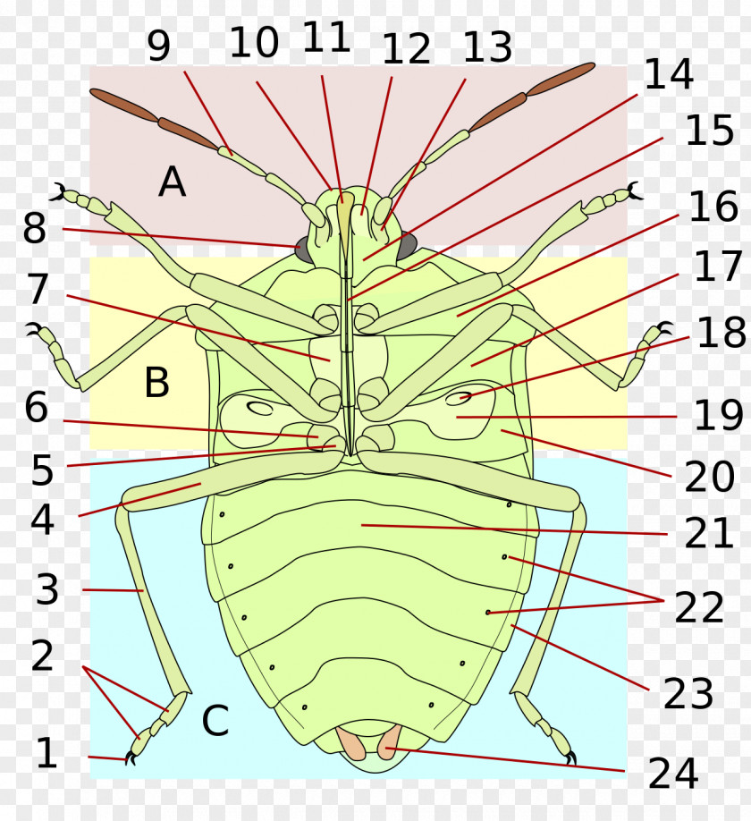 Insect Heteroptera Bed Bug Human Body Anatomy PNG