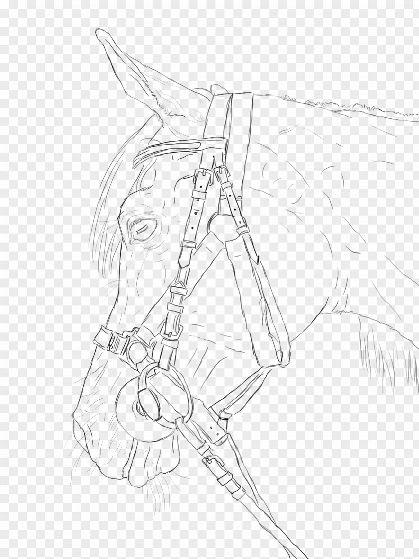 Mustang Arabian Horse Line Art Drawing Sketch PNG