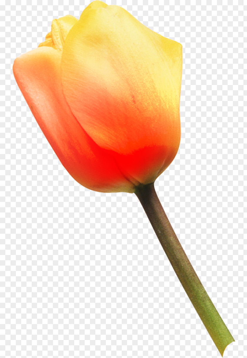 Tulip Cut Flowers Petal Plant Stem Close-up PNG