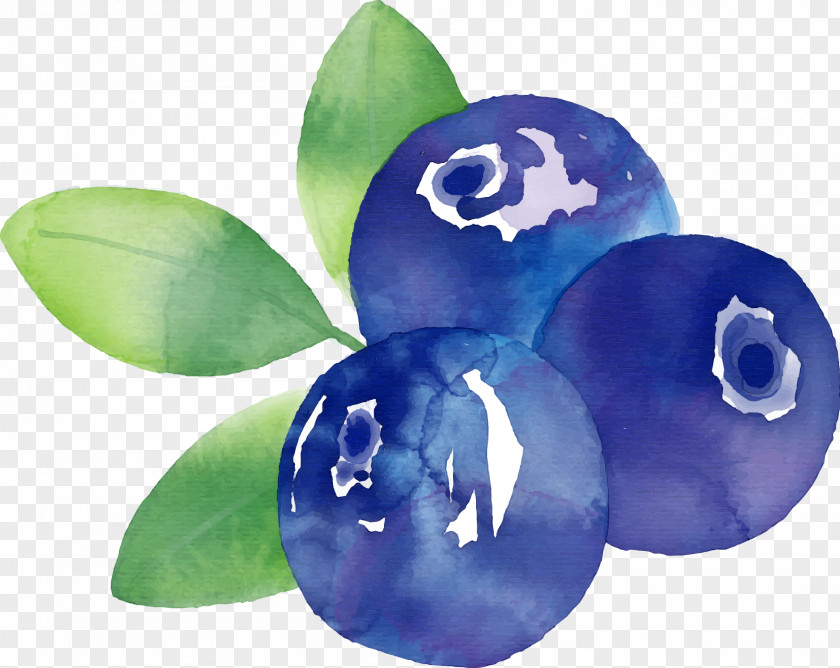 Vector Hand Painted Blueberries Frutti Di Bosco Blueberry Euclidean Fruit PNG