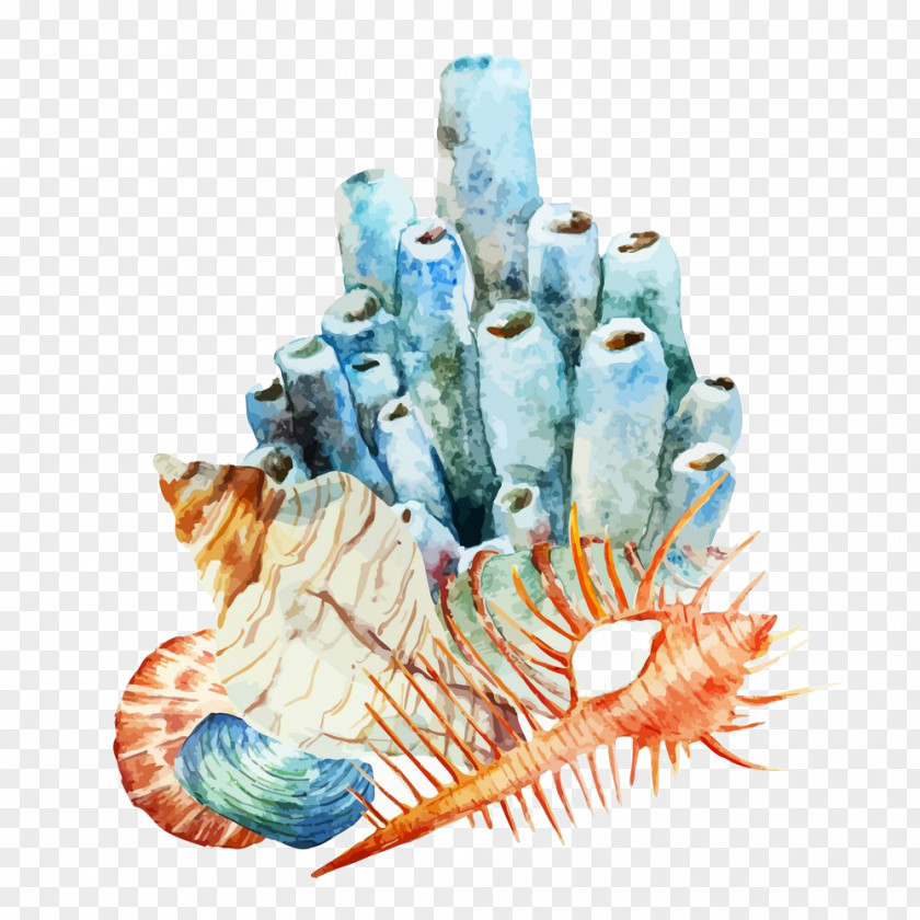 Conch Illustration Picture Coral Reef Watercolor Painting PNG