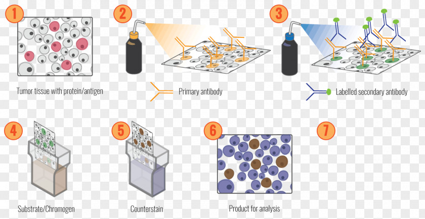 Immunohistochemistry Antigen Antibody Protein Laboratory PNG