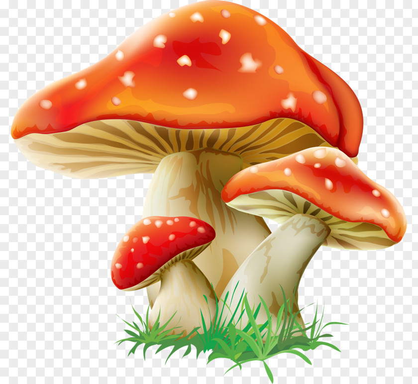 Mushroom Fungus Amanita Muscaria Clip Art PNG